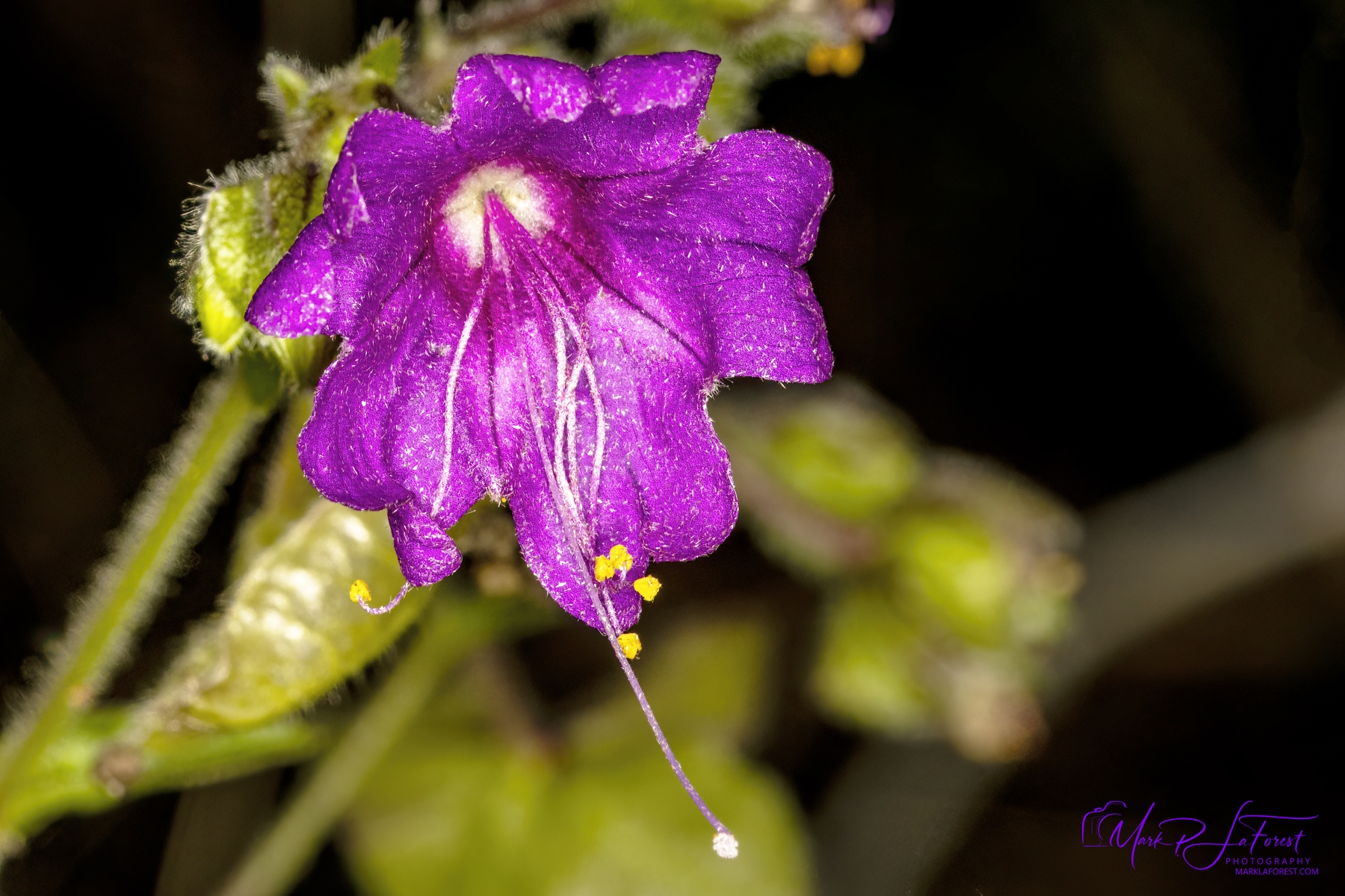 Four O`clock McKinney Falls State Park, Austin, Texas